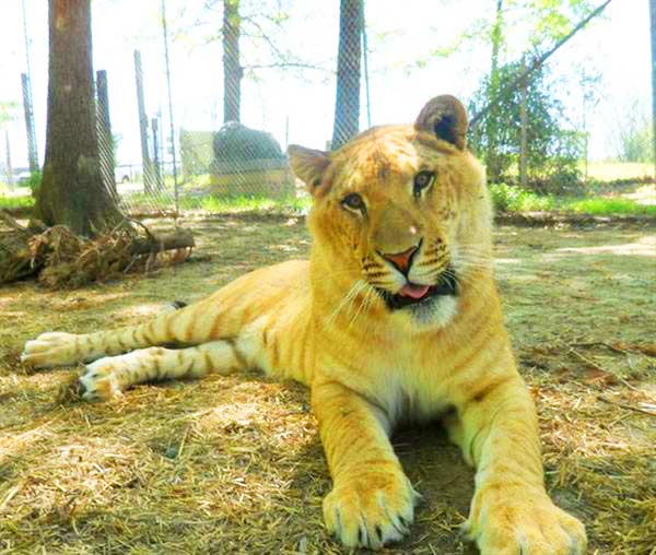 Wayne the Liger is the biggest Liger at Tiger World Liger Zoo.