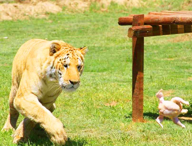 Radar the Liger at its birthday at Tiger World Liger Zoo.