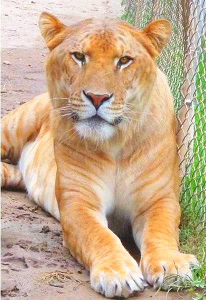 Tiger World is a Liger Zoo.