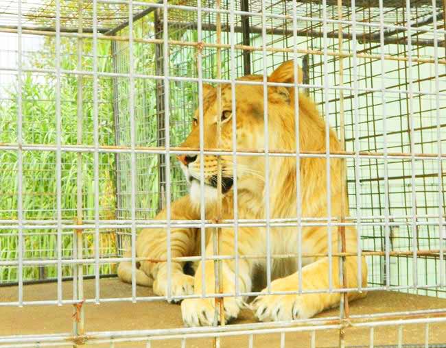 Karma the Liger at Turpentine Creek Wildife Refuge Arizona, USA.