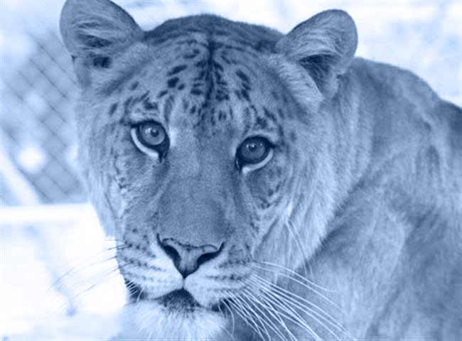 Liger Zoo Utah's hogle Zoo has a very rich history with ligers.