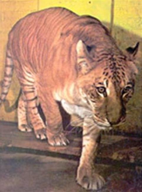 Enclosure of Shasta the liger at Utah's Hogle Zoo, USA.