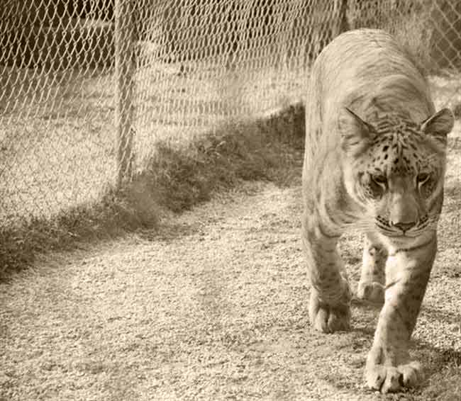 Liger Zoo - Utah's Hogle Zoo Salt Lake City, Utah, USA.