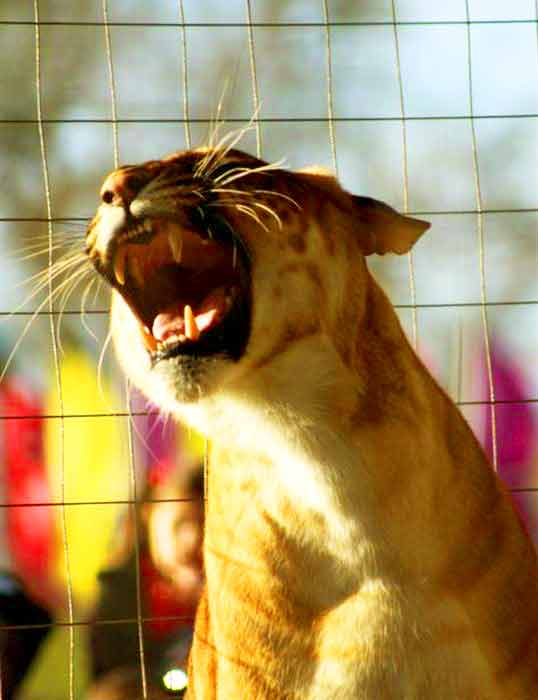 Liger Circus at Liger Zoo Wild animal Encounter Nevada, USA.