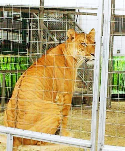 Liger Enclosure at Big Cat Encounter Nevada.