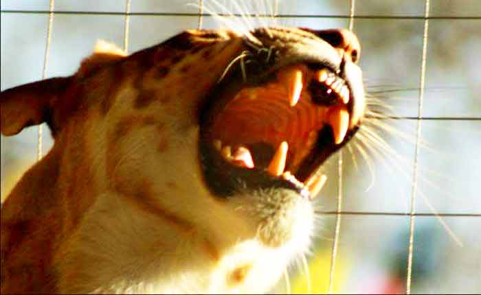 Exquisite Liger Experience at Liger Zoo at Big Cat Encounter.