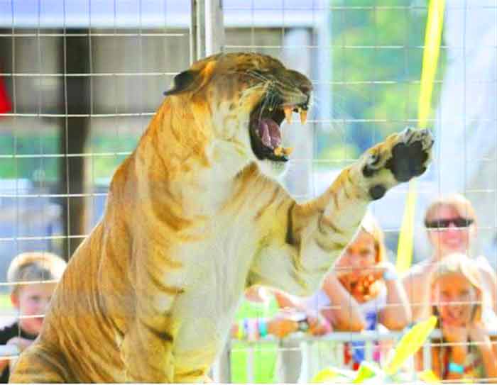 Mia the Liger at Wild Animal Encounter Liger Zoo. 