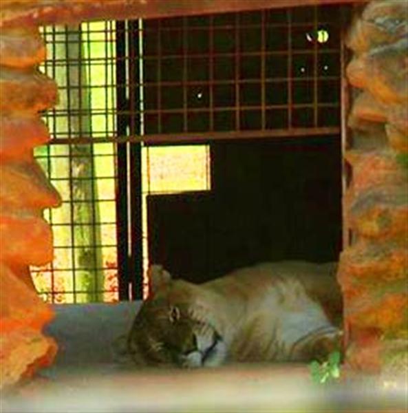 Liger Enclosure at Wild Animal Safari Liger Zoo Pine Mountain, Georgia, USA.