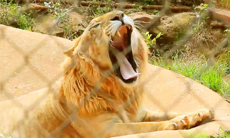 Liger Zoo Wild Animal Safari at Pine Mountain, Georgia, USA. 