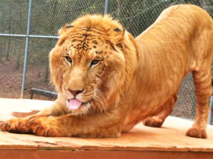 Male Liger Wildlife Waystation Liger Zoo Pine Mountain, Georgia, USA.