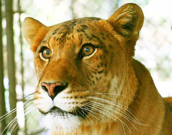 Liger Enclosure at Wildlife Waystation in California USA. 