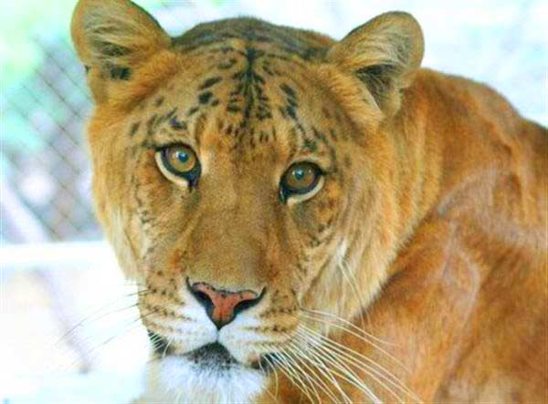 Liger Rescue at Wildlife Waystation Liger Zoo in California, USA. 