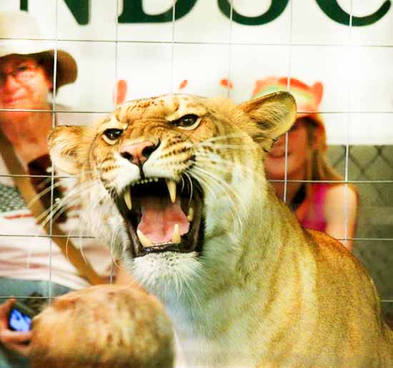 Female Liger at Woody's Menagerie Liger Zoo at Illinois, USA. 