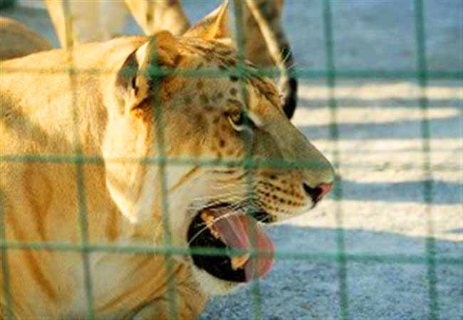 History of Liger Zoo at Woody's Menagerie at Illinois, USA. 