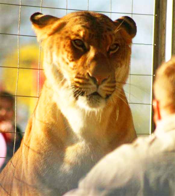 Liger Zoo Boone County Fair - an even arranged by Woody's Menagerie.