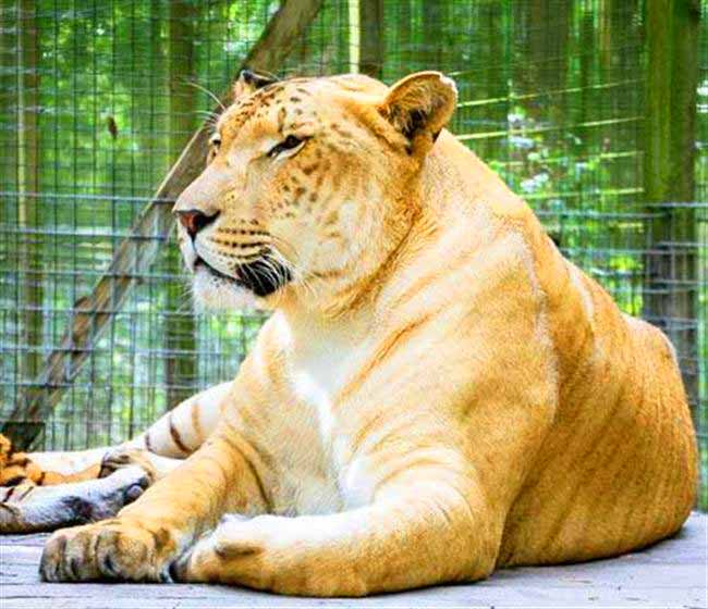 Liger Zoo Woody's Menagerie at Illinois, USA. 