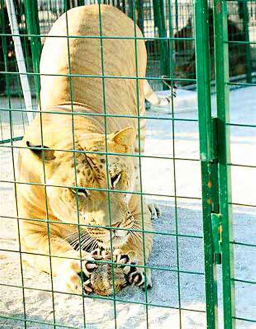 Liger Experience at Woody's Menagerie Liger Zoo at Illinois, USA.