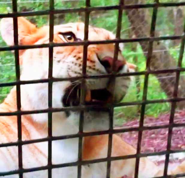 Ligers and big cat conservation - Wuxi Animal Zoo in Jiangsu China.