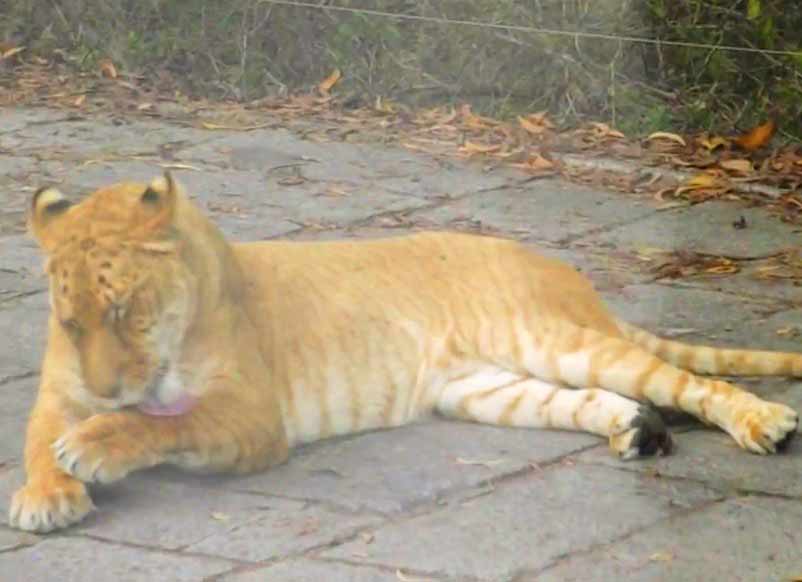 Liger Experience at Wuxi Animal Liger Zoo in Jiangsu China.