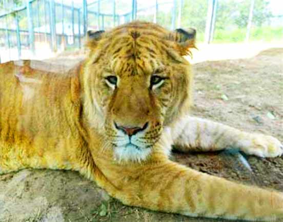 Liger at Wuxi Animal Zoo in Jiangsu, China. 