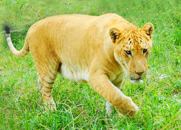 Liger Zoos in China. China has the second highest numbers of liger zoos in the world.