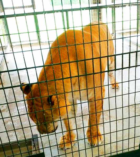 Famous Liger Zoo in Tripoli Libya. 