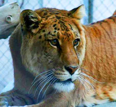 Liger Enclosure at Tripoli Liger Zoo in Libya.