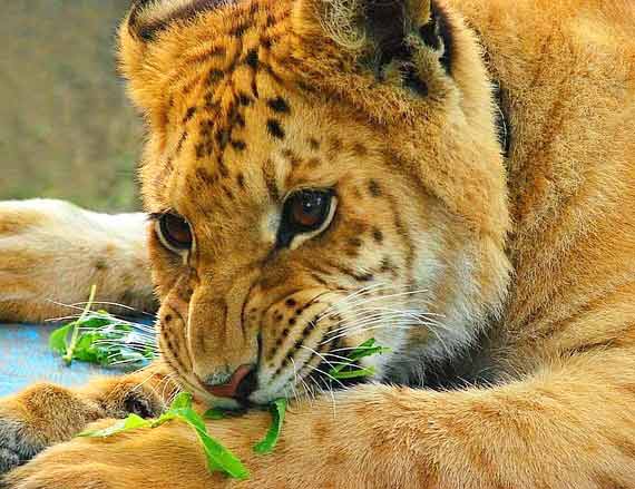 Liger purchased from Germany for Tripoli Liger Zoo in Libya.