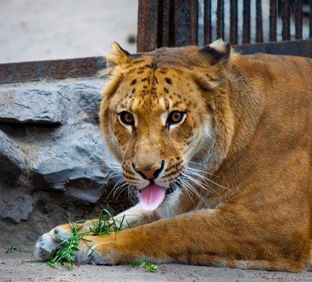 Liger Updates at Tripoli Liger zoo in Libya. 