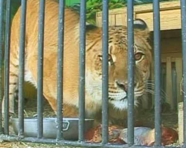 Liger Zoo Tripoli Libya.