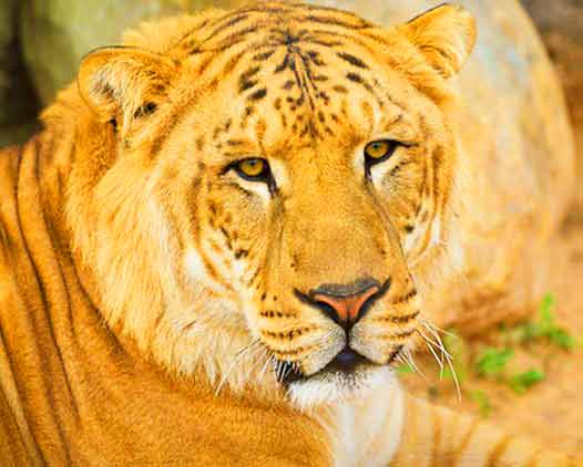 Male Liger at Tripoli Liger Zoo in Libya. 